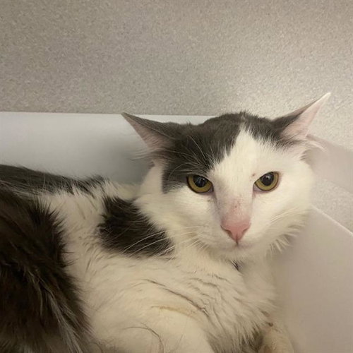 OREO, a cat for adoption from Aurora Animal Care