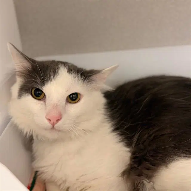 Oreo - Domestic Medium Hair