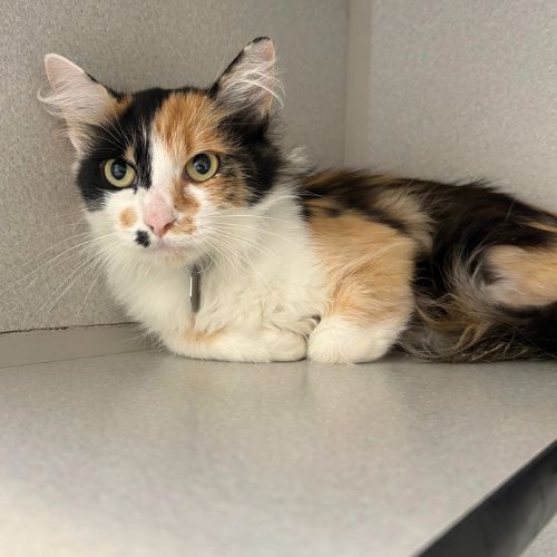HEX, a cat for adoption from Aurora Animal Care