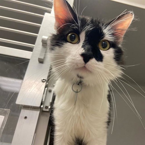 SMOKIE, a cat for adoption from Aurora Animal Care