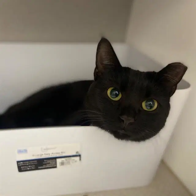 Pocus - Domestic Short Hair
