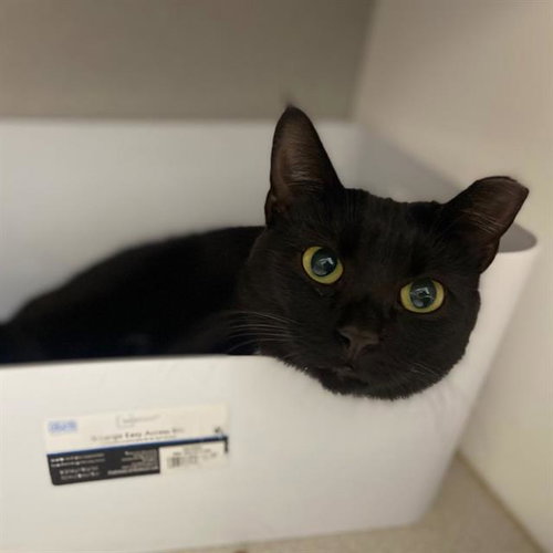 POCUS, a cat for adoption from Aurora Animal Care