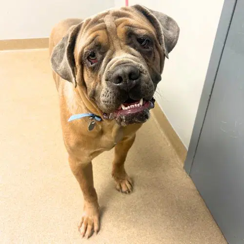 Zeus - Cane Corso Mastiff