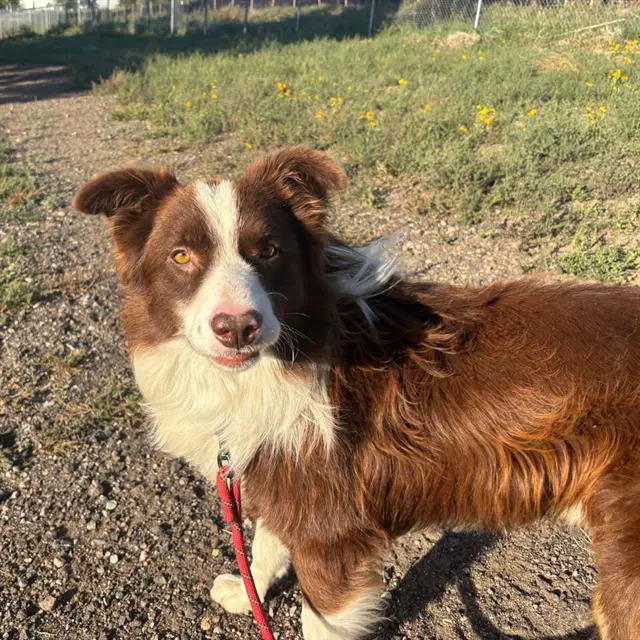 Myers - Border Collie
