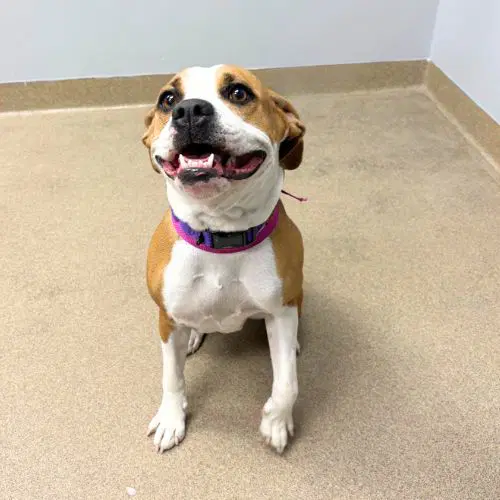 Nala - Boxer