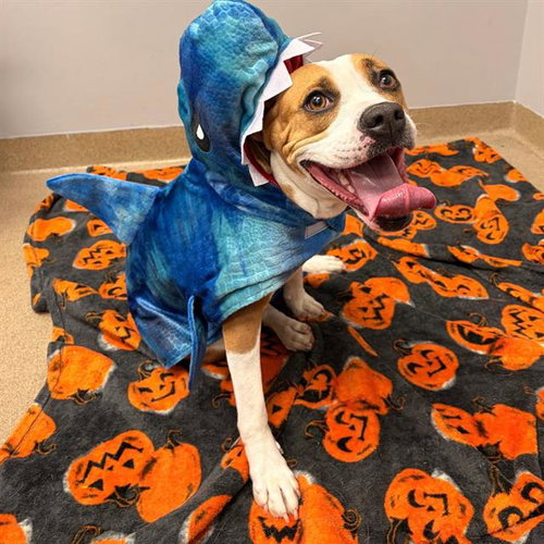 Nala, Boxer / American Bulldog / Mixed (medium coat)