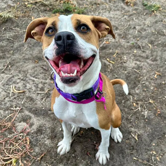 Nala - Boxer
