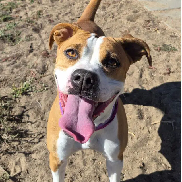 Nala - Boxer
