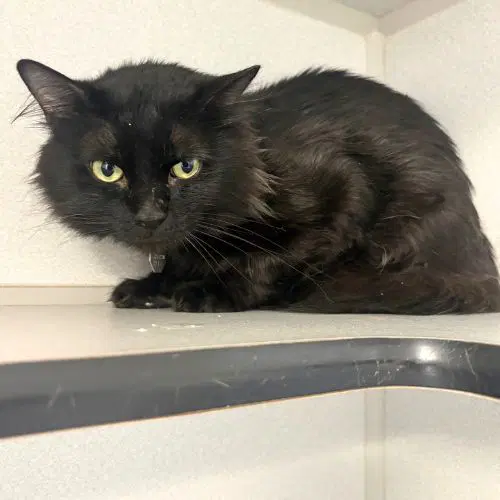Thackery Binx - Domestic Medium Hair
