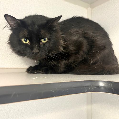 Thackery Binx