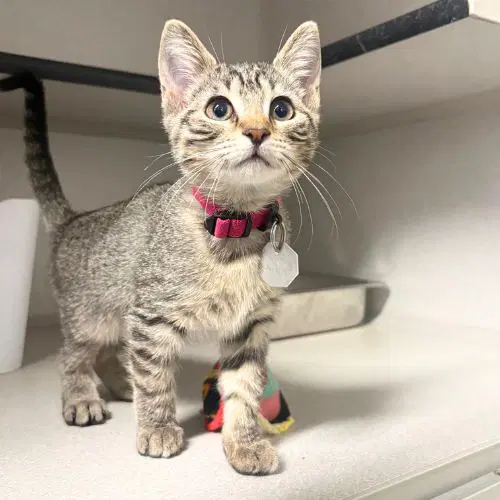 Leota - Domestic Short Hair