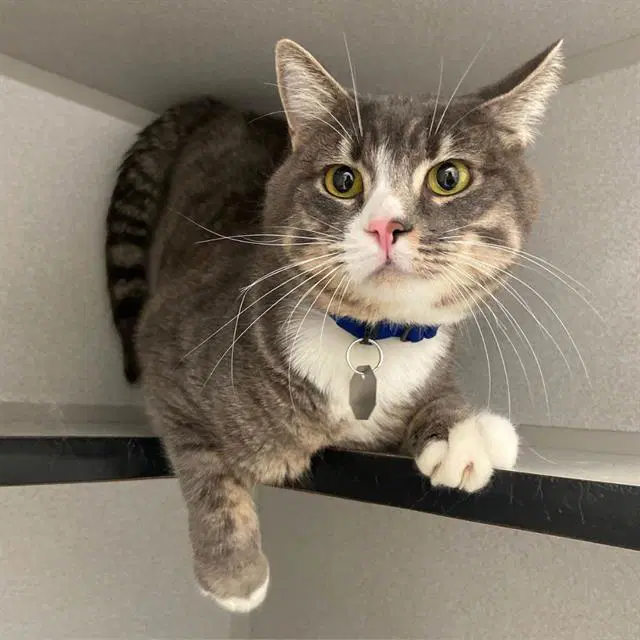 Charlie - Domestic Short Hair