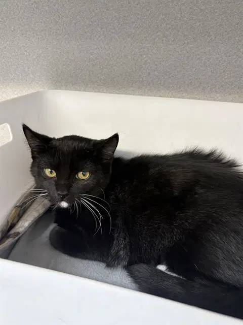 Belarussia - Domestic Short Hair