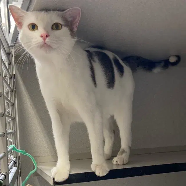 Pippa - Domestic Short Hair