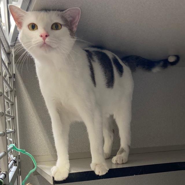 Pippa