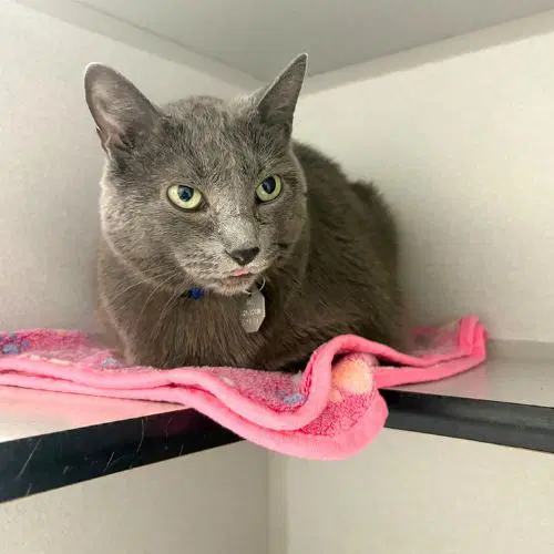 Ghoul - Domestic Short Hair