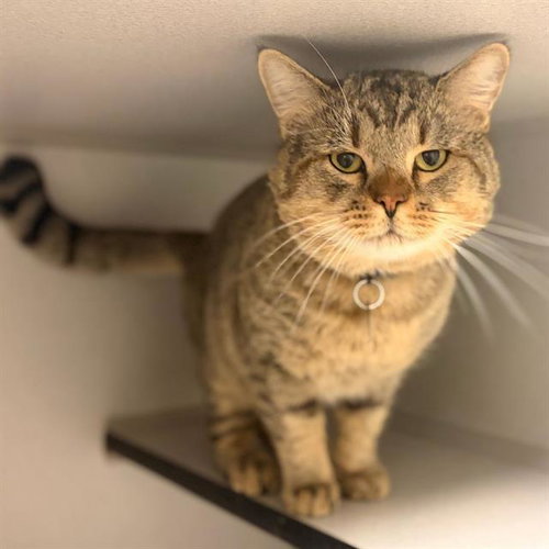 Churchill, Domestic Short Hair (medium coat)