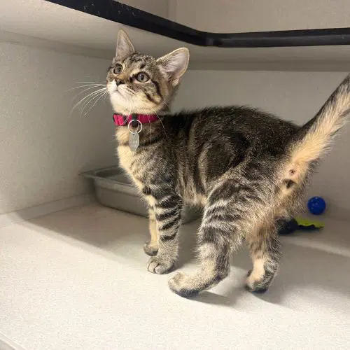 Myrtle - Domestic Short Hair