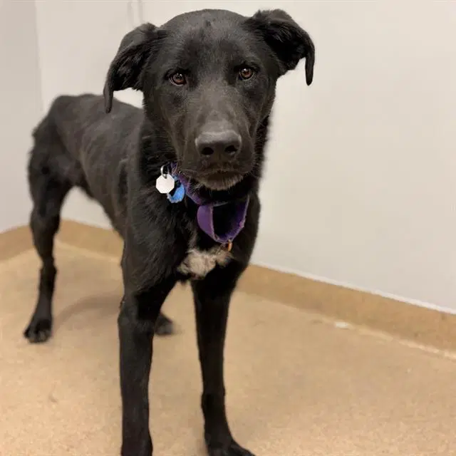 Poe - Labrador Retriever