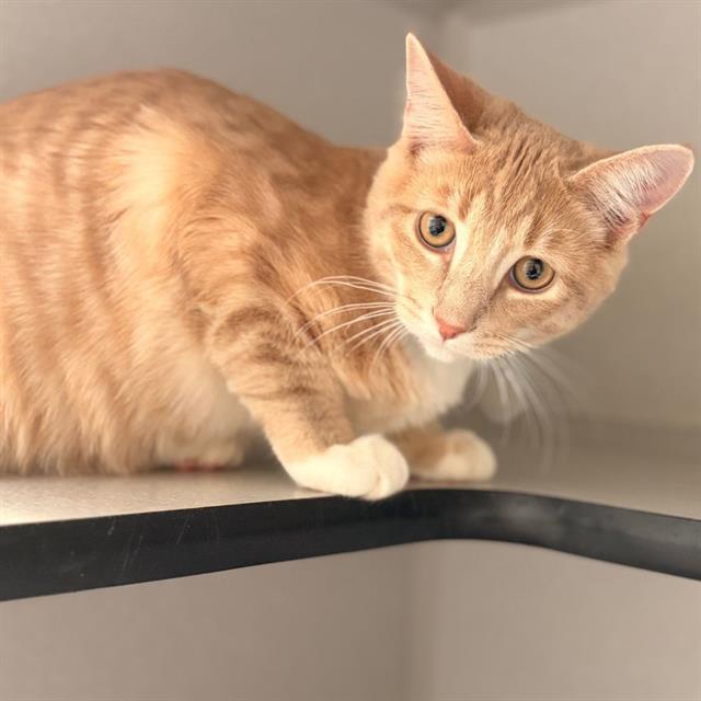 Jonesy