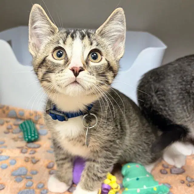Jack - Domestic Short Hair