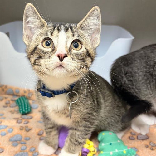 Jack, Domestic Short Hair (medium coat)