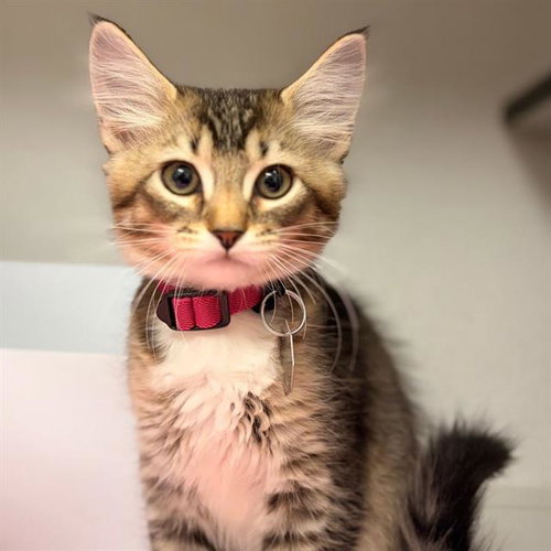 Sally, Domestic Medium Hair (medium coat)