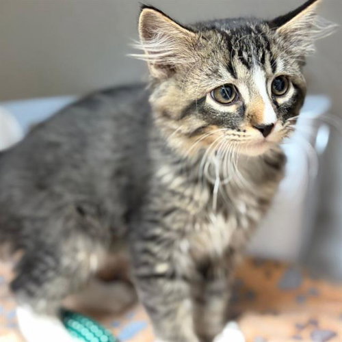 Zero, Domestic Medium Hair (medium coat)