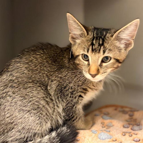 Lock, Domestic Short Hair (medium coat)