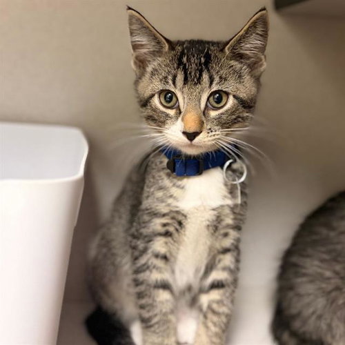 Boogie, Domestic Short Hair (medium coat)