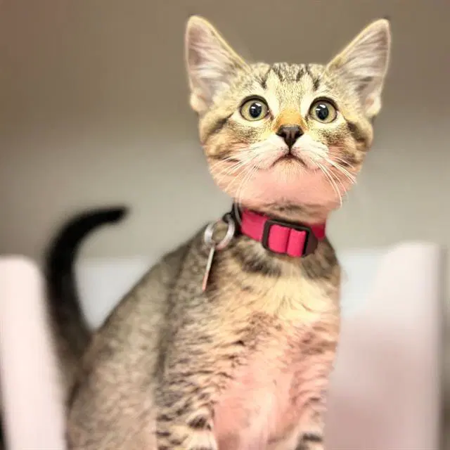 Shock - Domestic Short Hair