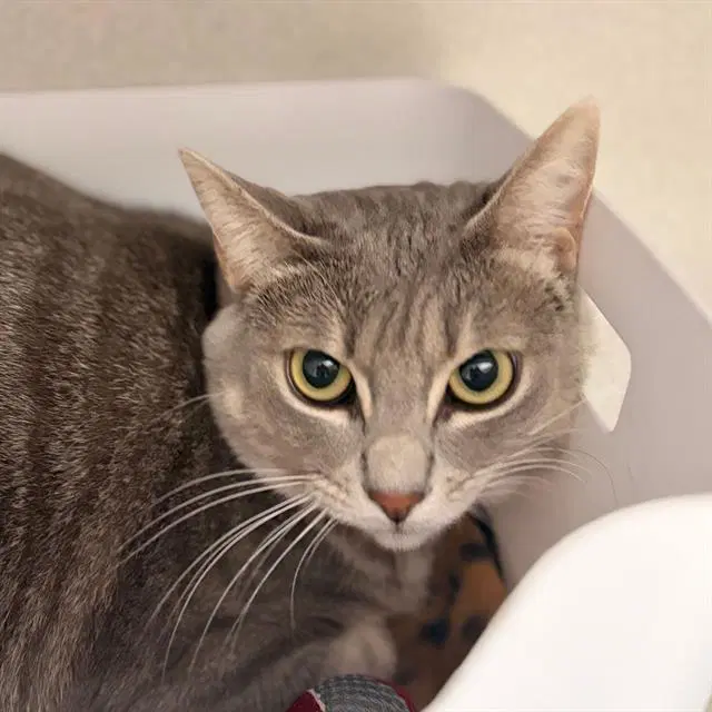 Queenie - Domestic Short Hair