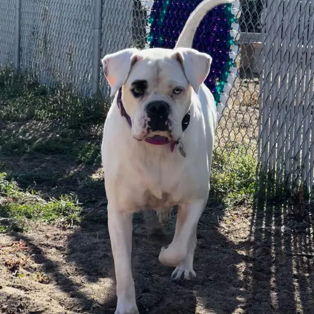 Dotty - Boxer
