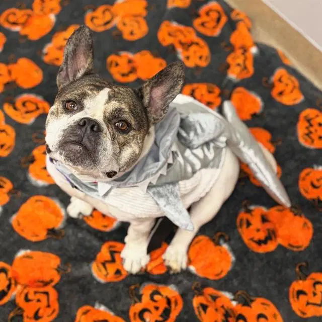 Annabel - French Bulldog