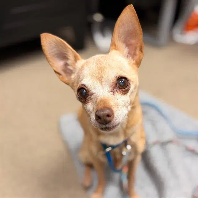 Cookie - Chihuahua