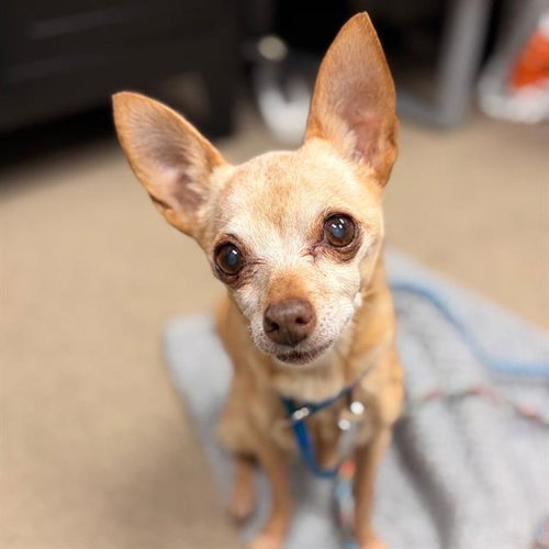 Cookie, Chihuahua (medium coat)