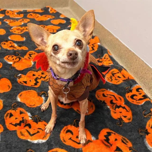 Cookie - Chihuahua
