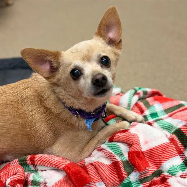 Joseph - Chihuahua