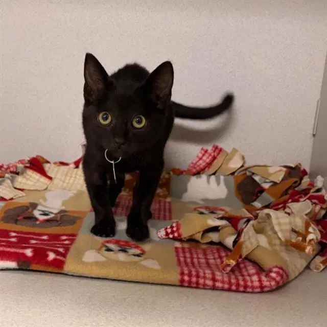 Beetlejuice - Domestic Short Hair