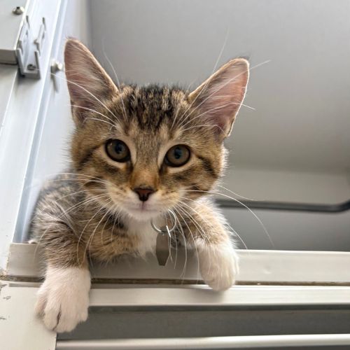 Sophie, Domestic Short Hair (medium coat)