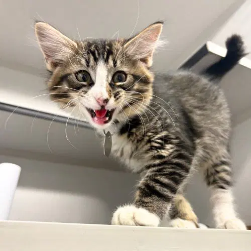 Howl - Domestic Short Hair
