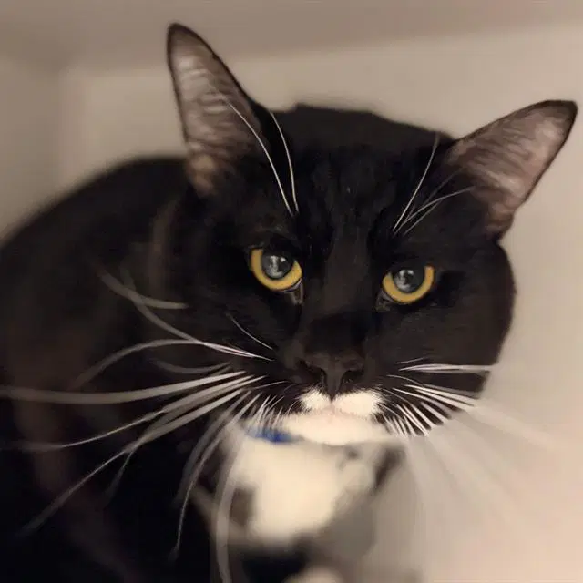 Mr Whiskers - Domestic Short Hair