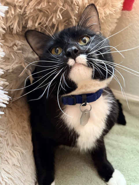MR WHISKERS