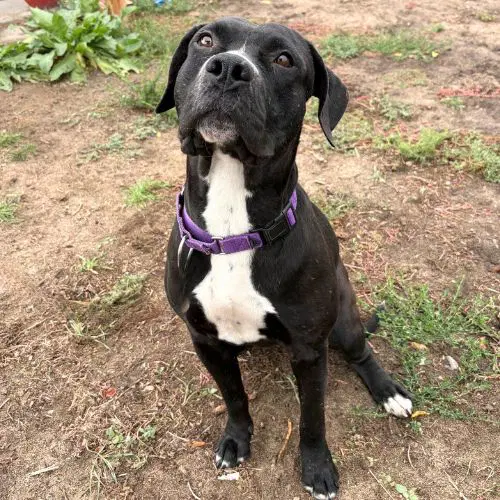 Flapjack - American Pit Bull Terrier