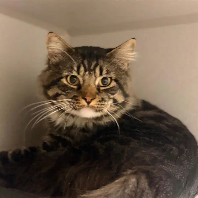 Van Helsing - Domestic Short Hair