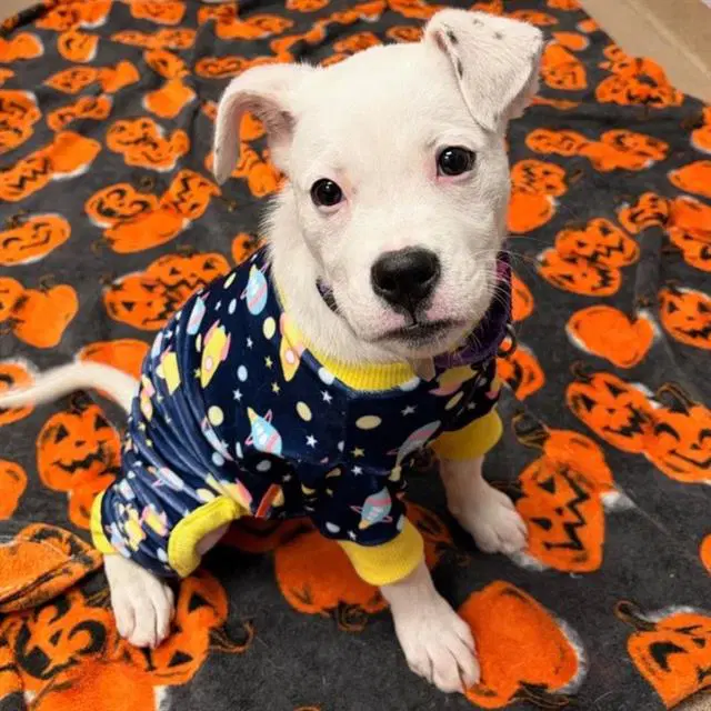 Ghoul - American Bulldog