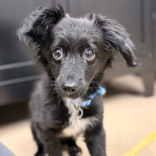 Babadook - Chihuahua