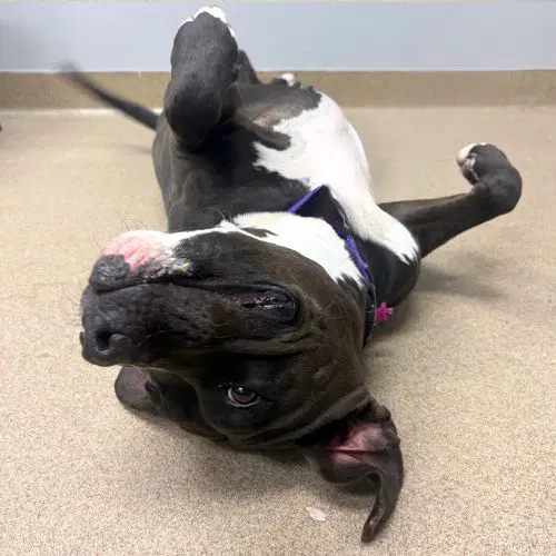 Lady - American Pit Bull Terrier