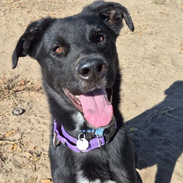 Poe - Labrador Retriever