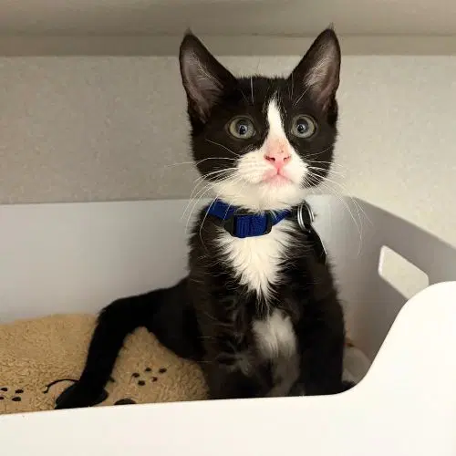 Sushi - Domestic Short Hair